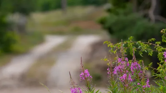 Tomter till salu i Gotland - foto 10