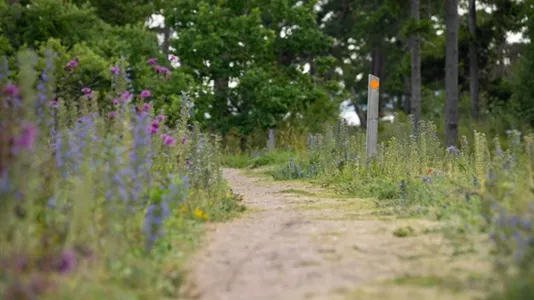 Tomter till salu i Gotland - foto 11