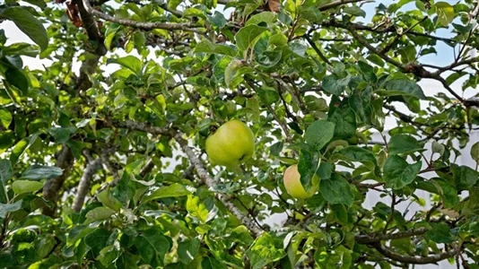 Hus till salu i Tanum - foto 8