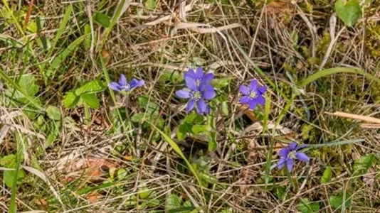 Tomter till salu i Gotland - foto 8